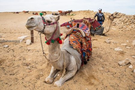 Riding a Camel at Giza Pyramids Plateau